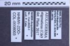 Etiketten zu Aeoloderma stigmaticus (NHMW-ZOO-COL-0008003)
